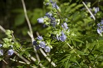 Greek valerian <BR>Jacob's ladder