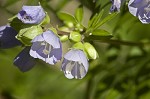 Greek valerian <BR>Jacob's ladder