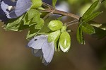 Greek valerian <BR>Jacob's ladder