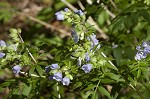 Greek valerian <BR>Jacob's ladder