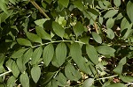 Greek valerian <BR>Jacob's ladder