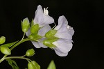 Greek valerian <BR>Jacob's ladder