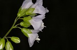 Greek valerian <BR>Jacob's ladder