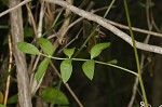 Greek valerian <BR>Jacob's ladder