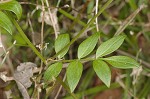 Greek valerian <BR>Jacob's ladder