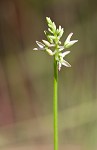 Hooker's milkwort