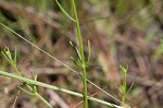 Hooker's milkwort