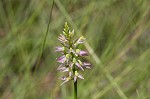 Hooker's milkwort