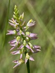 Hooker's milkwort