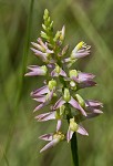 Hooker's milkwort