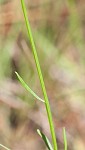 Hooker's milkwort