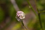 Maryland milkwort