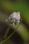 Maryland milkwort