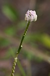 Maryland milkwort