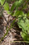 Maryland milkwort