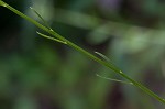 Maryland milkwort