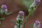 Maryland milkwort