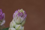 Maryland milkwort