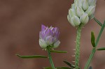 Maryland milkwort