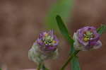 Maryland milkwort