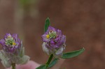 Maryland milkwort