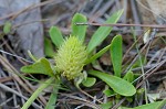 Candyroot