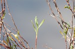 October flower