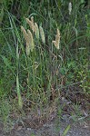 Annual rabbitsfoot grass