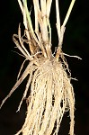 Annual rabbitsfoot grass