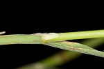 Annual rabbitsfoot grass