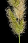 Annual rabbitsfoot grass