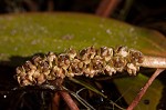 Waterthread pondweed