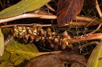 Waterthread pondweed