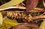 Waterthread pondweed