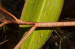 Waterthread pondweed