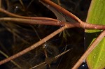 Waterthread pondweed