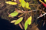 Waterthread pondweed