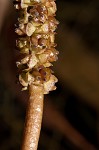 Waterthread pondweed