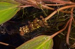 Waterthread pondweed