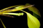 Waterthread pondweed