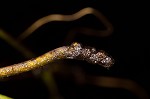 Waterthread pondweed