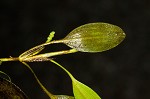 Waterthread pondweed