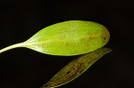 Waterthread pondweed