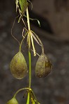 Waterthread pondweed