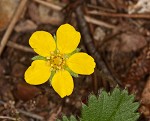 dwarf cinquefoil