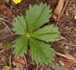 dwarf cinquefoil