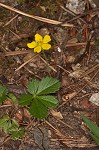 dwarf cinquefoil