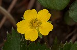 dwarf cinquefoil