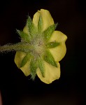 dwarf cinquefoil