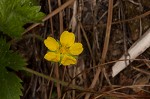 dwarf cinquefoil